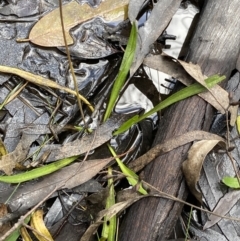 Plantago sp. at Tinderry, NSW - 29 May 2022 09:55 AM