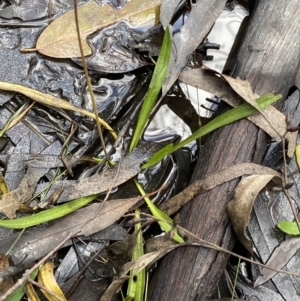 Plantago sp. at Tinderry, NSW - 29 May 2022 09:55 AM