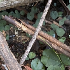 Acianthus sp. (Mayflower Orchid) at Tinderry Nature Reserve - 28 May 2022 by Ned_Johnston