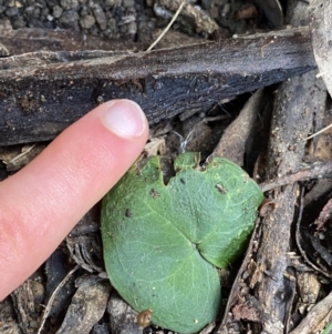 Acianthus sp. at Tinderry, NSW - 29 May 2022