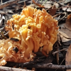 Unidentified Coralloid fungus, markedly branched at Penrose, NSW - 25 May 2022 by Aussiegall