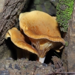 Austropaxillus sp. at ANBG - 27 May 2022 by TimL