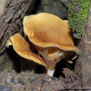 Austropaxillus sp. at Acton, ACT - 27 May 2022 12:48 PM