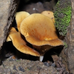 Austropaxillus sp. at Acton, ACT - 27 May 2022 12:48 PM