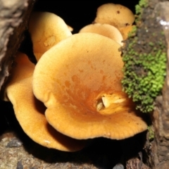 Austropaxillus sp. at Acton, ACT - 27 May 2022