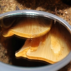 Austropaxillus sp. at Acton, ACT - 27 May 2022 12:48 PM