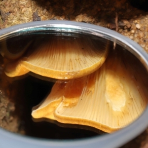 Austropaxillus sp. at Acton, ACT - 27 May 2022