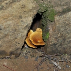 Austropaxillus sp. at Acton, ACT - 27 May 2022 12:48 PM