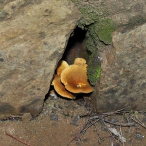 Austropaxillus sp. at Acton, ACT - 27 May 2022 12:48 PM