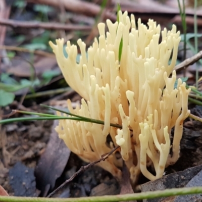 Unidentified Coralloid fungus, markedly branched at Penrose, NSW - 25 May 2022 by Aussiegall