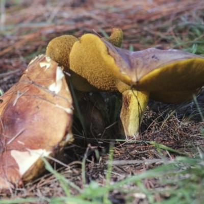 Suillus sp. (A bolete ) at Yarralumla, ACT - 16 May 2022 by AlisonMilton