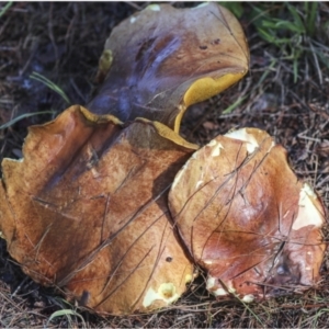 Suillus sp. at Yarralumla, ACT - 16 May 2022