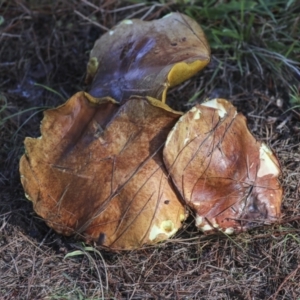 Suillus sp. at Yarralumla, ACT - 16 May 2022 01:57 PM