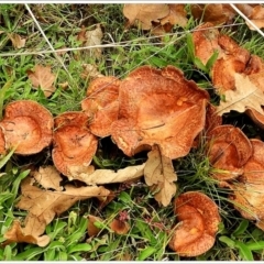 Lactarius deliciosus at Crooked Corner, NSW - 13 May 2022 by Milly