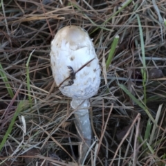 Coprinus comatus (Shaggy Ink Cap) at Yarralumla, ACT - 16 May 2022 by AlisonMilton