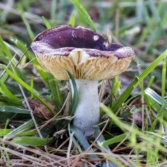 Russula 'purpureoflava group' at Yarralumla, ACT - 16 May 2022 by AlisonMilton