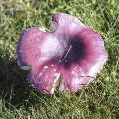 Russula 'purpureoflava group' at Yarralumla, ACT - 16 May 2022 01:53 PM