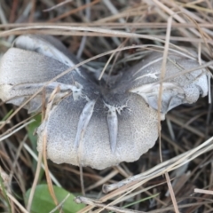 Tricholoma terreum (Grey Knight or Dirty Tricholoma) at Yarralumla, ACT - 16 May 2022 by AlisonMilton