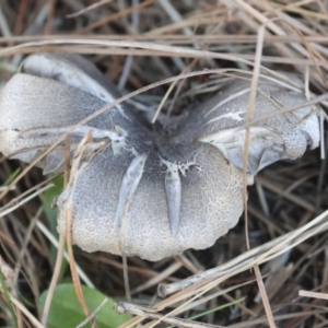 Tricholoma terreum at Yarralumla, ACT - 16 May 2022 01:52 PM