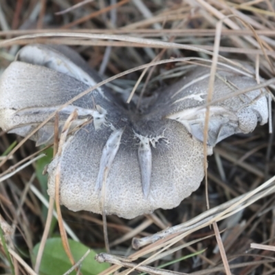 Tricholoma terreum (Grey Knight or Dirty Tricholoma) at Yarralumla, ACT - 16 May 2022 by AlisonMilton