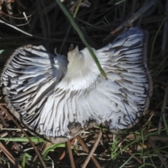 Tricholoma terreum at Yarralumla, ACT - 16 May 2022 01:52 PM