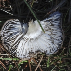 Tricholoma terreum at Yarralumla, ACT - 16 May 2022 01:52 PM