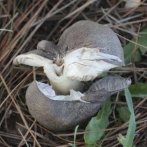 Tricholoma terreum at Yarralumla, ACT - 16 May 2022 01:52 PM