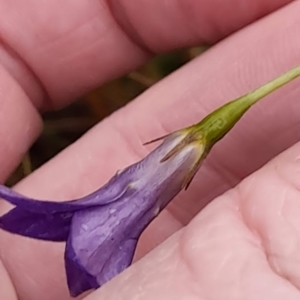 Wahlenbergia sp. at Bywong, NSW - 30 May 2022