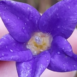 Wahlenbergia sp. at Bywong, NSW - 30 May 2022