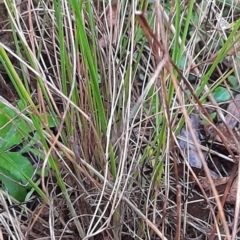 Wahlenbergia sp. at Bywong, NSW - 30 May 2022