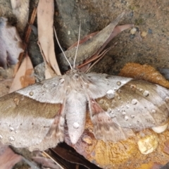 Chelepteryx chalepteryx (Chelepteryx chalepteryx) at Penrose, NSW - 22 May 2022 by Aussiegall