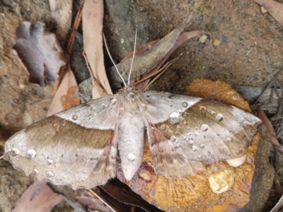 Chelepteryx chalepteryx (White-stemmed Wattle Moth) at Penrose - 22 May 2022 by Aussiegall