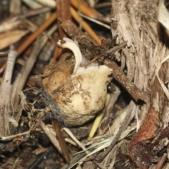 Geastrum sp. at Parkes, ACT - 16 May 2022 11:08 AM