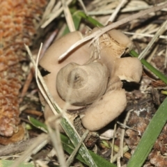 Geastrum sp. at Parkes, ACT - 16 May 2022