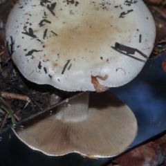 Hebeloma sp. at Parkes, ACT - 16 May 2022 by AlisonMilton