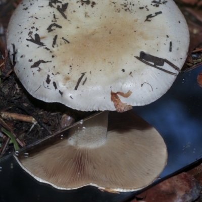 Hebeloma sp. at Parkes, ACT - 16 May 2022 by AlisonMilton