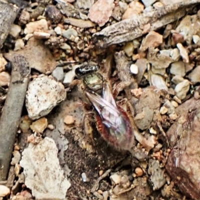 Lasioglossum (Homalictus) punctatum (A halictid bee) at Aranda Bushland - 26 May 2022 by CathB