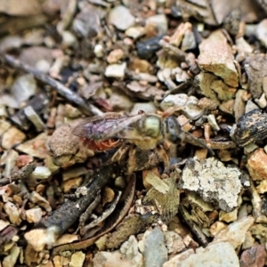 Lasioglossum (Homalictus) punctatus at Aranda, ACT - 26 May 2022