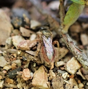 Lasioglossum (Homalictus) punctatum at Aranda, ACT - 26 May 2022