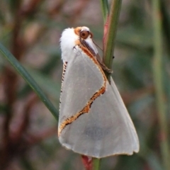 Thalaina selenaea (Orange-rimmed Satin Moth) at Aranda Bushland - 25 May 2022 by CathB