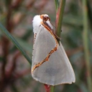 Thalaina selenaea at Aranda, ACT - 25 May 2022 03:20 PM