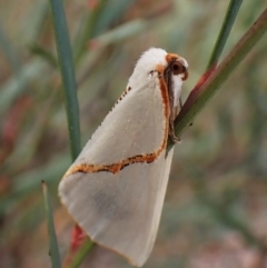 Thalaina selenaea at Aranda, ACT - 25 May 2022 03:20 PM