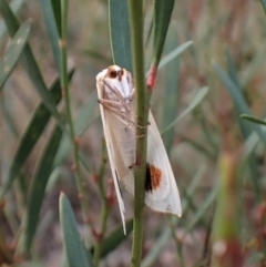 Thalaina selenaea at Aranda, ACT - 25 May 2022 03:20 PM