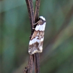 Halone sejuncta (Variable Halone) at Point 4081 - 3 May 2022 by CathB