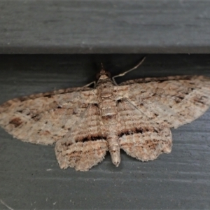 Xanthorhoe anaspila at Cook, ACT - suppressed