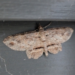 Xanthorhoe anaspila at Cook, ACT - 26 Apr 2022