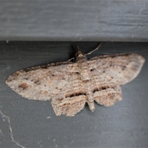 Xanthorhoe anaspila at Cook, ACT - suppressed