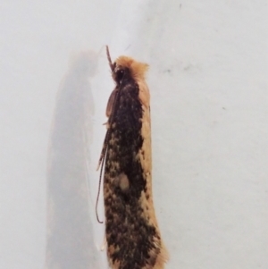 Monopis crocicapitella at Cook, ACT - 9 Apr 2022