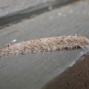 Lasiocampidae (family) immature at Cook, ACT - 9 Apr 2022