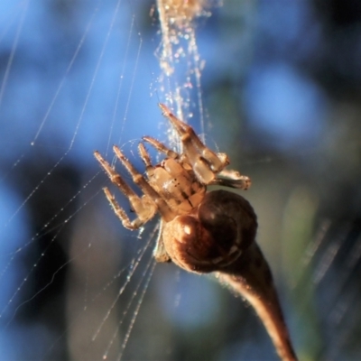 Arachnura higginsi (Scorpion-tailed Spider) at Molonglo Valley, ACT - 29 Apr 2022 by CathB